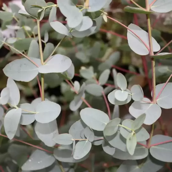 Eucalyptus gunnii 12L