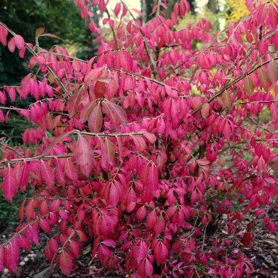 Euonymus alatus 11L