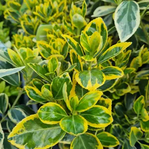 Euonymus japonicus 'Marieke'