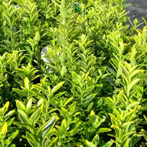 Euonymus japonicus 'Microphyllus Aureovariegatus' 2L - image 2