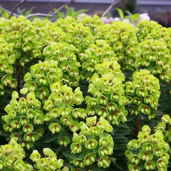 Euphorbia x martinii 'Baby Charm' 1L - image 1