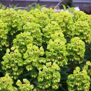 Euphorbia x martinii 'Baby Charm' 1L - image 1