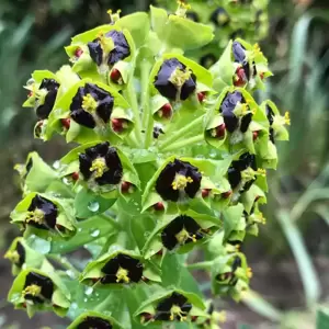 Euphorbia characias 'Black Pearl' 1L - image 1