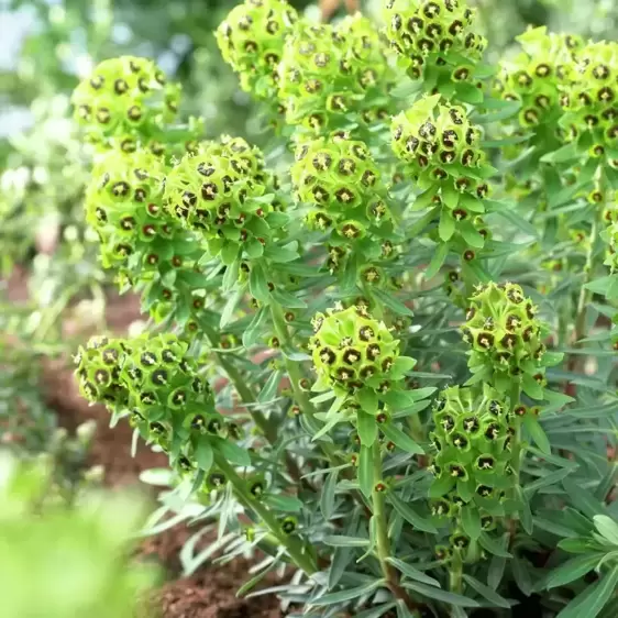 Euphorbia characias 'Black Pearl' 1L - image 2