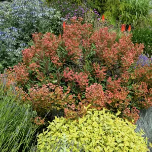 Image Credit: Plantipp BV®