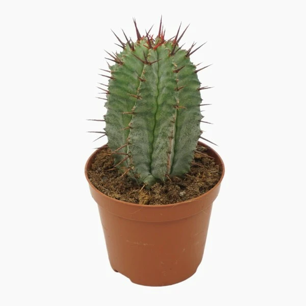 Euphorbia horrida 8.5cm - Cowell's Garden Centre | Woolsington