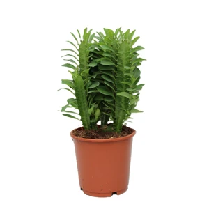 Euphorbia trigona - Green 12cm