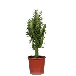 Euphorbia trigona - Green 17cm