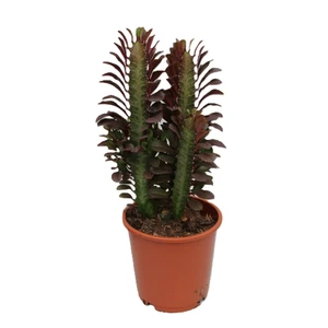 Euphorbia trigona 'Rubra' 12cm