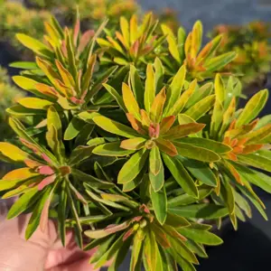 Image Credit: Plants for Europe