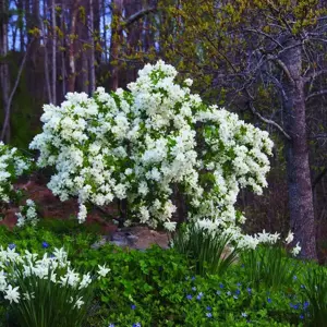 Exochorda 'Snow Day Blizzard'