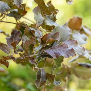 Fagus 'Atropunicea' (Extra Large)