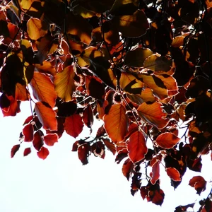 Fagus sylvatica 'Purpurea' 12L