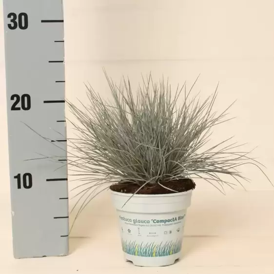 Festuca glauca 'Compact Blue' 10.5cm