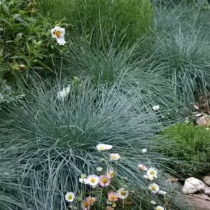 Festuca glauca 'Compact Blue' 10.5cm - image 1