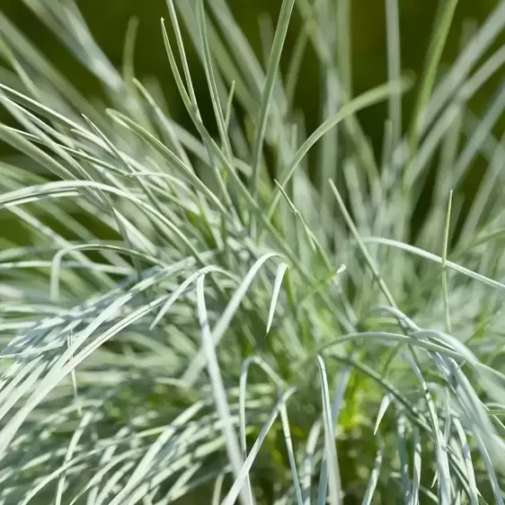 Festuca glauca 'Compact Blue' 10.5cm - image 2