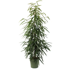 Ficus 'Alii' (Large)