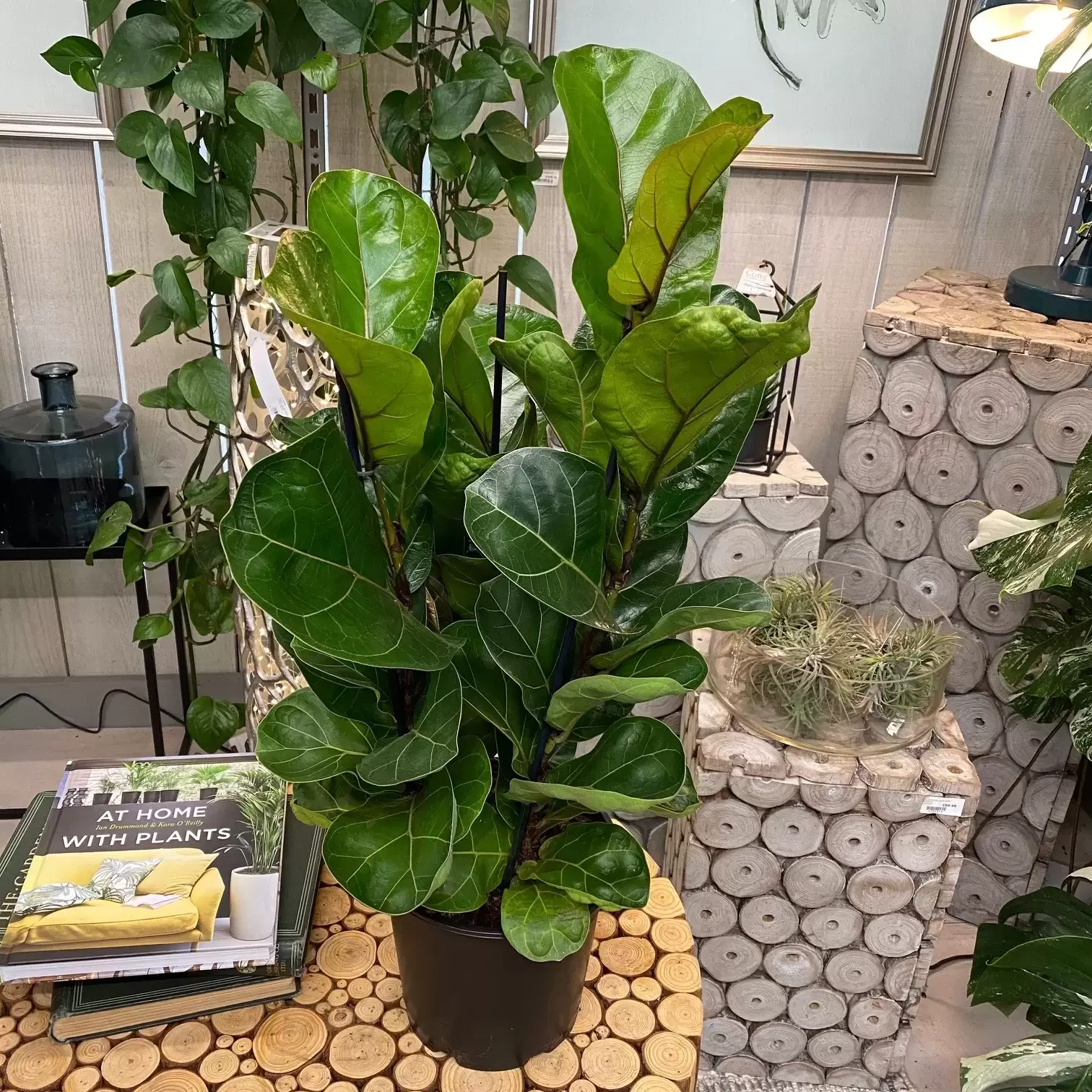 Ficus lyrata 'Bambino' 21cm - Cowell's Garden Centre | Woolsington