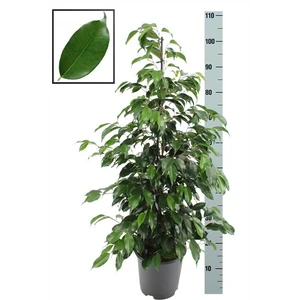 Ficus benjamina 'Danielle' 21cm