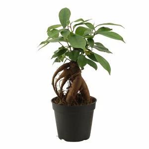 Ficus 'Ginseng'