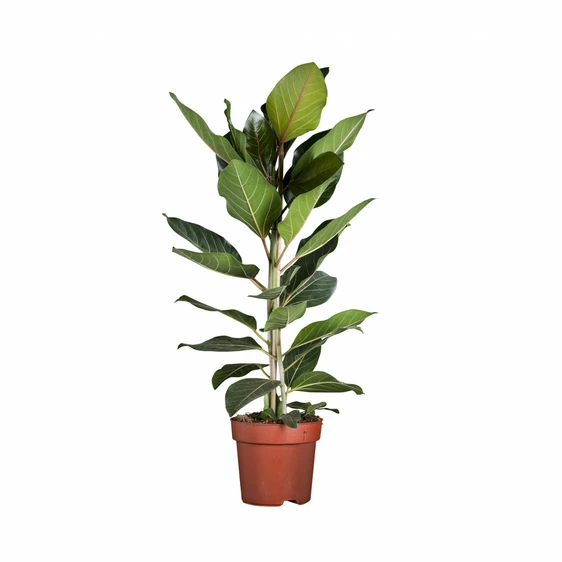 Ficus benghalensis 'Joy' - image 2