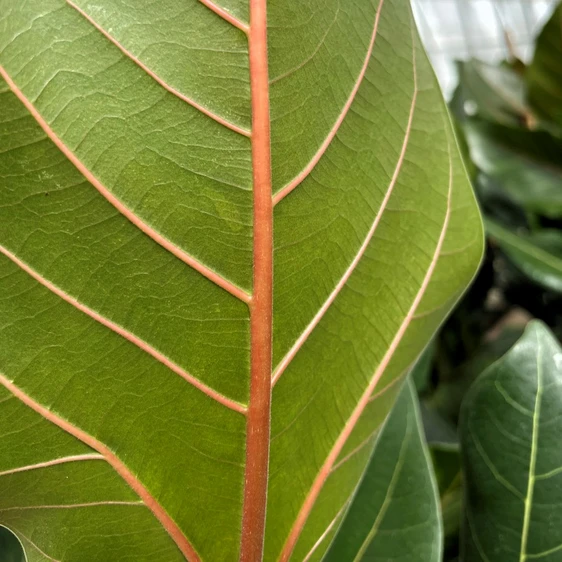 Ficus benghalensis 'Joy' - image 1