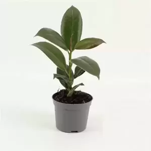 Ficus elastica 'Melany' 6cm