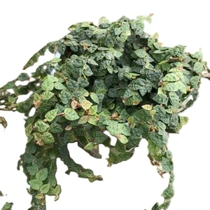 Ficus 'Minima'