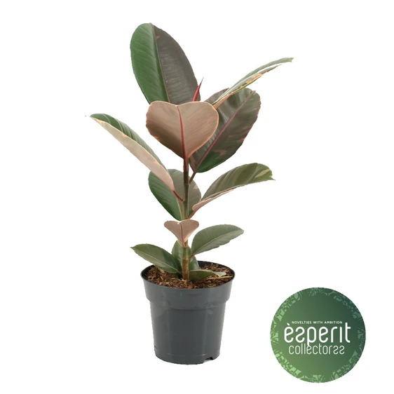 Ficus elastica 'Pink Camouflage'