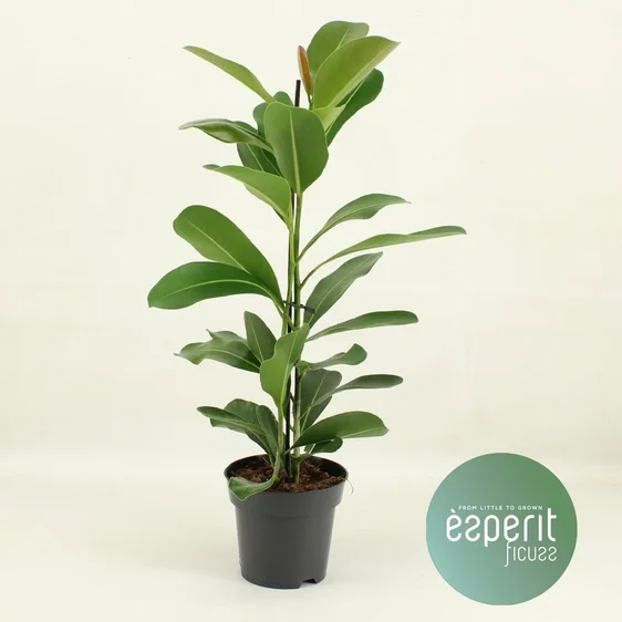 Ficus microcarpa 'Smile'