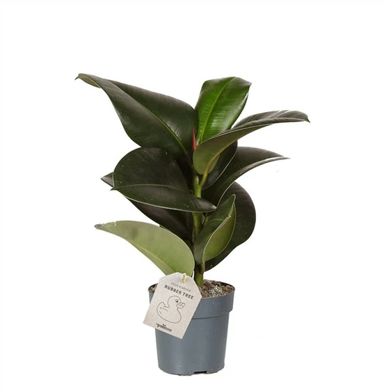 Ficus elastica 'Sofia' 11cm