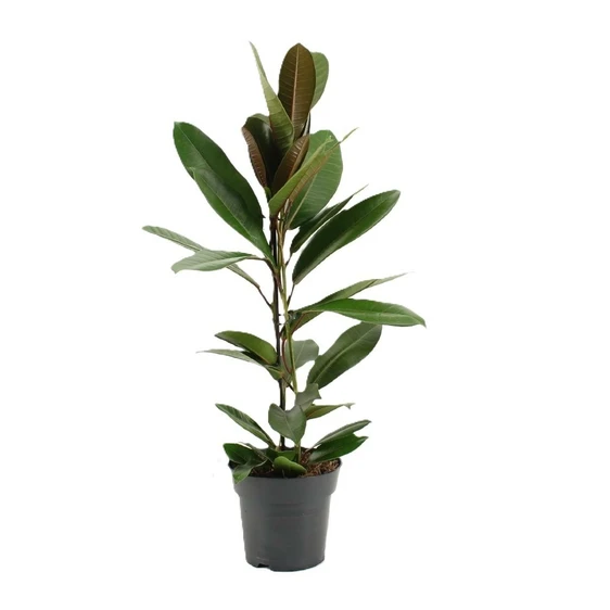 Ficus americana 'Tresor'