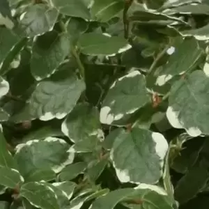 Ficus pumila 'White Sunny' 12cm - image 1