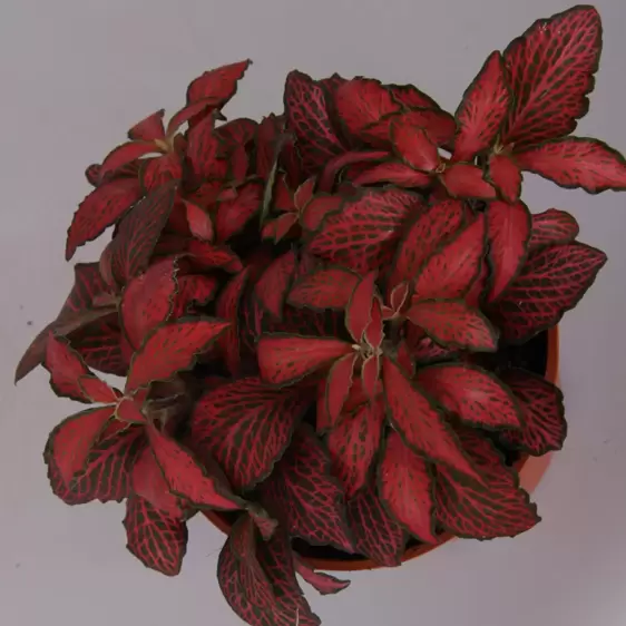 Fittonia 'Forest Flame' 12cm - Cowell's Garden Centre | Woolsington