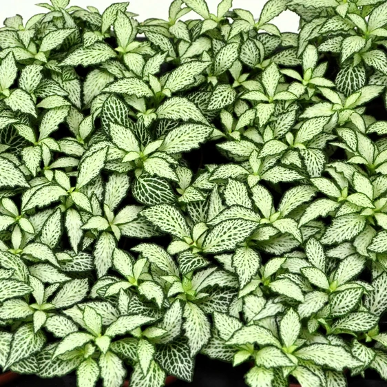 Fittonia 'Mosaic White Forest Flame'