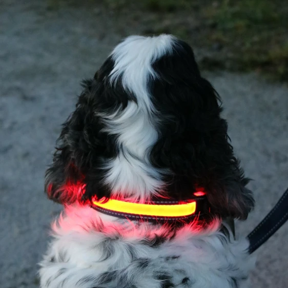 Flashing Rechargeable Dog Collar - Small - image 1