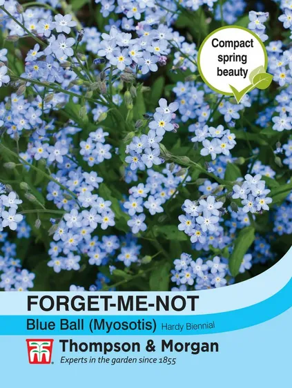 Forget-me-not Blue Ball (Myosotis) - image 1