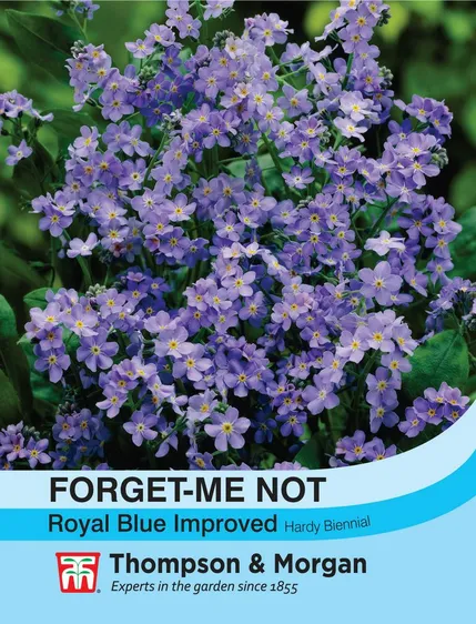 Forget-me-not Royal Blue Improved - image 1