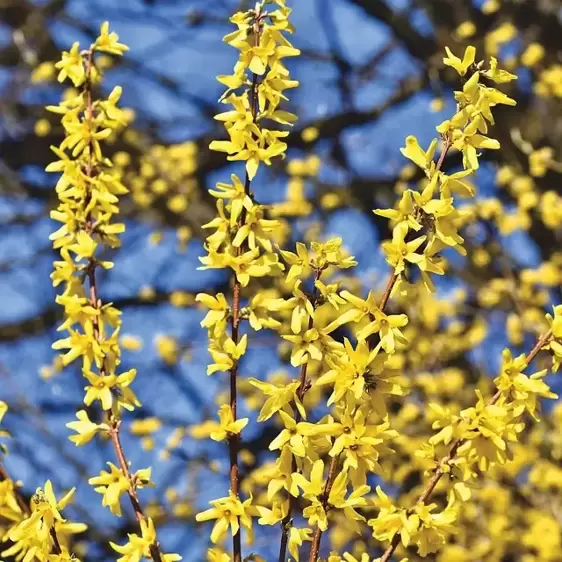 Forsythia x intermedia 'Gold Rush' 4.6L