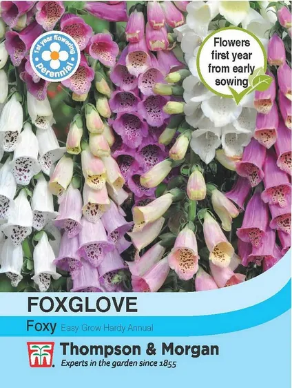 Foxglove Foxy - image 1