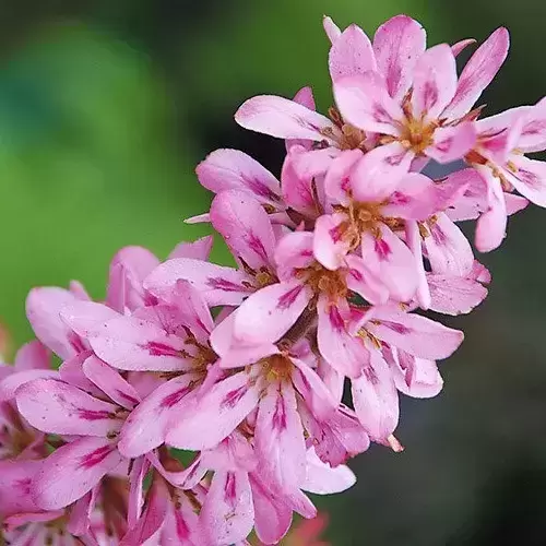 Francoa 'Pink Bouquet'