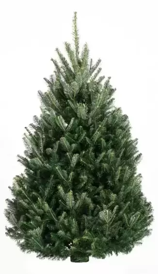 Fraser Fir 5-6ft (150-175cm)