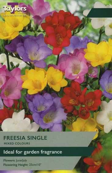 Freesia Mixed Singles