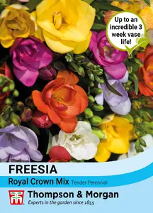 Freesia Royal Crown Mix - image 1