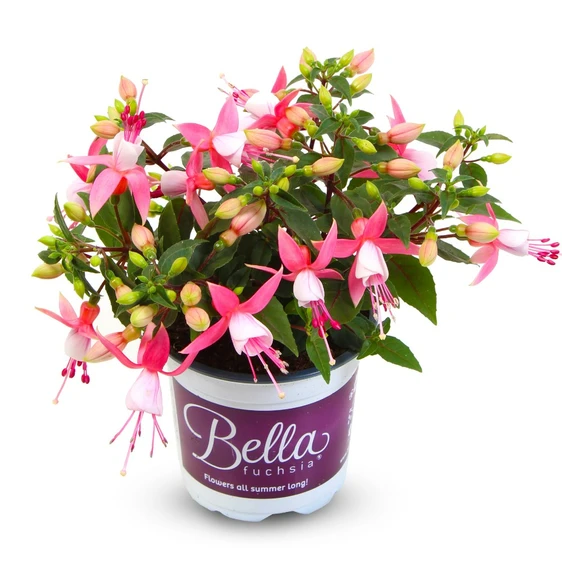 Fuchsia 'Bella Lisa' - image 2