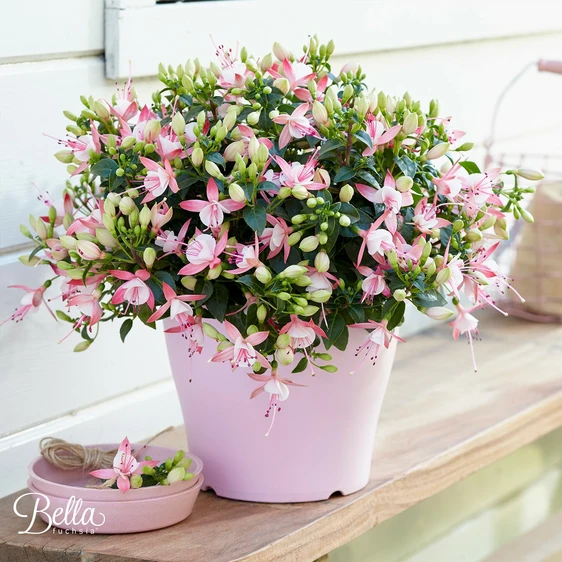 Fuchsia 'Bella Lisa' - image 3