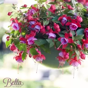 Fuchsia 'Bella Lydia' - image 3