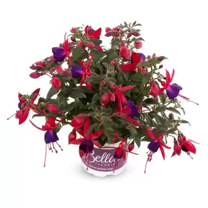 Fuchsia 'Bella Sacha' - image 2