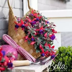 Fuchsia 'Bella Sacha' - image 4