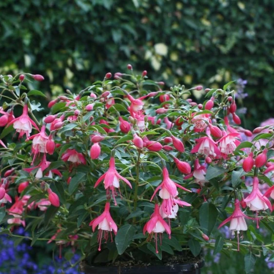 Fuchsia 'Lady Thumb'